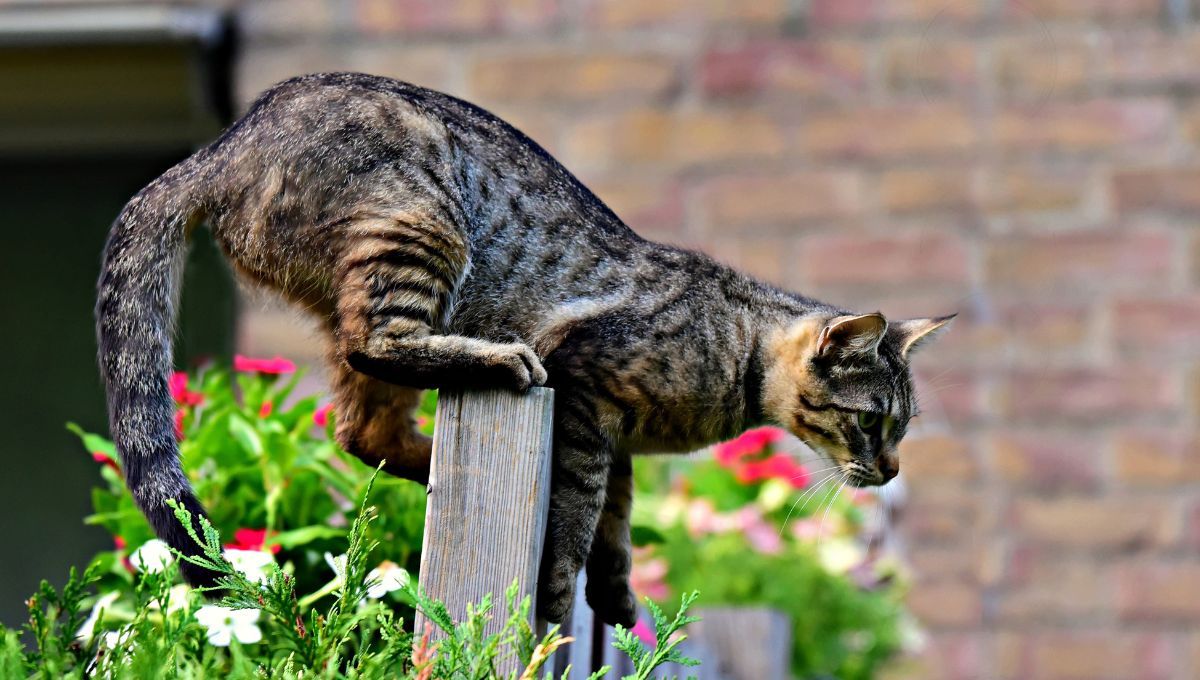 Cómo ahuyentar los gatos del jardín: crea este repelente natural