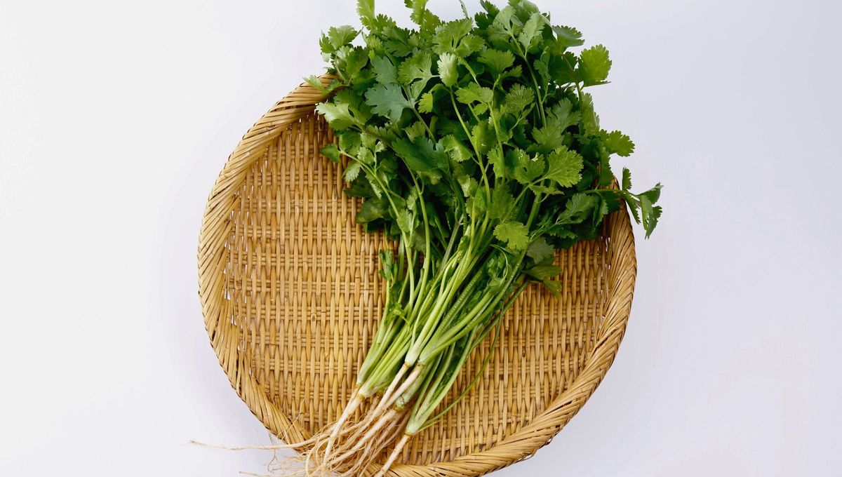 Cilantro: el oro botánico altamente recomendado para fortalecer el sistema nervioso