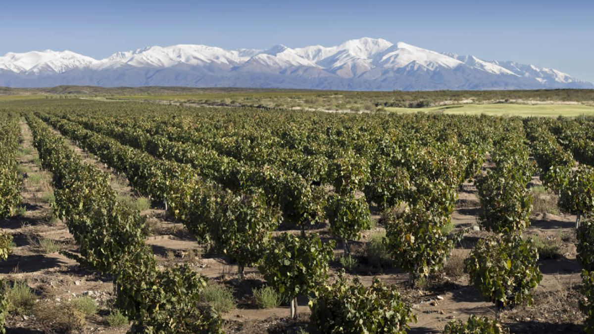 Esta es la finca Allyvia, en Gualtallary, Tupungato, considerado uno de los mejores suelos para el Malbec en el mundo, y donde se cultiva el 90% de las uvas del vino premiado.