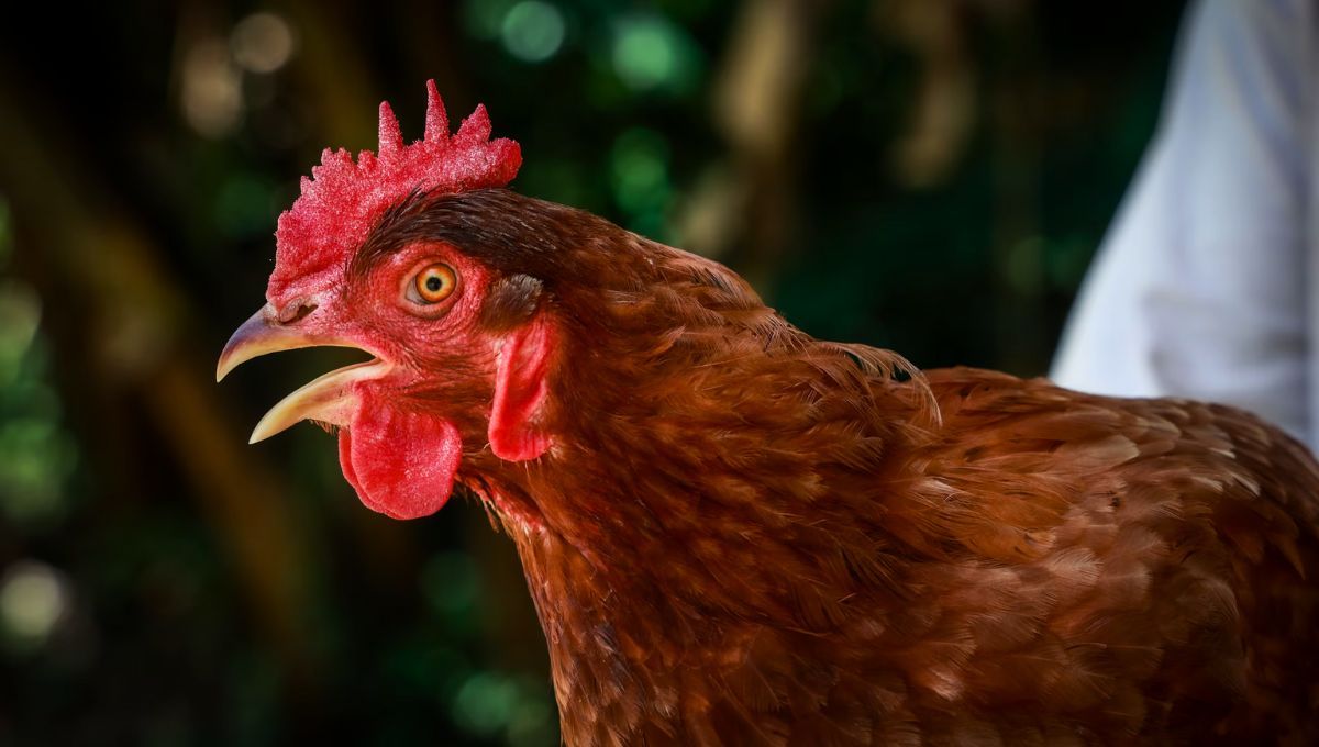 Un estudio científico revela qué fue primero: ¿el huevo o la gallina?