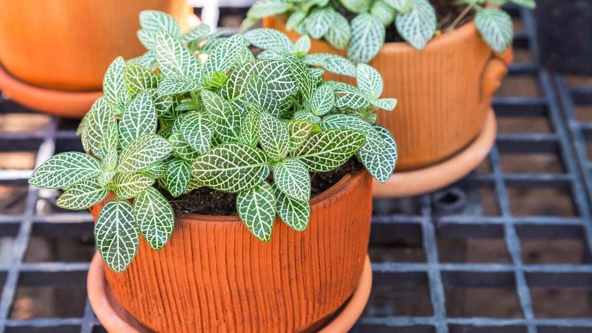 Las 7 plantas más fáciles de cuidar y que soportan poca luz Las 7 plantas más fáciles de cuidar y que soportan poca luz