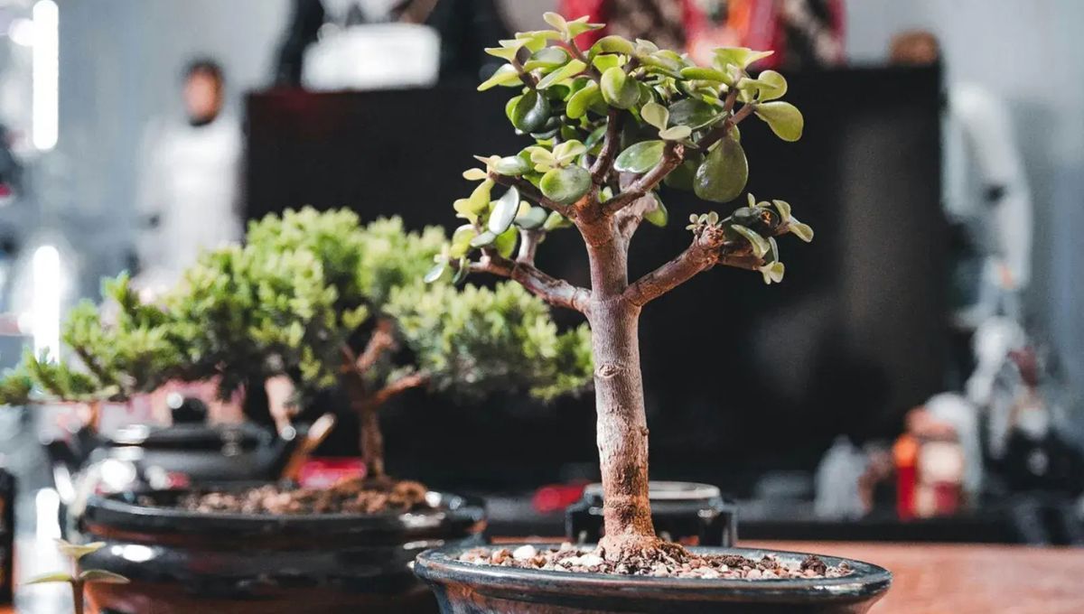 Árbol de jade: cuándo y de qué manera podar según expertos en jardinería