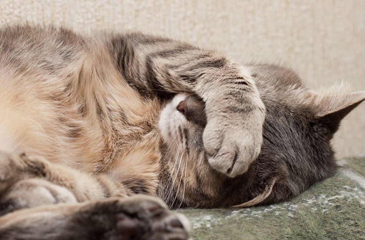 El curioso motivo por el que los gatos se tapan la cara mientras duermen El curioso motivo por el que los gatos se tapan la cara mientras duermen