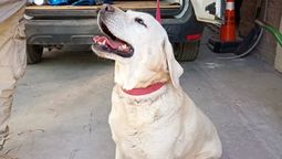 Ella es Ricota, la labradora del Iscamen que se jubiló.