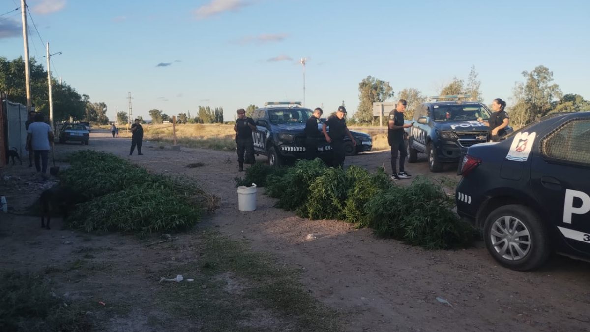 La Policía Secuestró 49 Plantas De Marihuana Que Sobrepasaban La ...