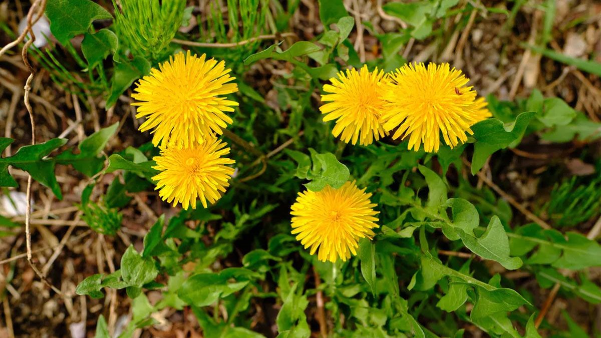 Planta Diente de le&oacute;n, siempre presente en el jard&iacute;n.