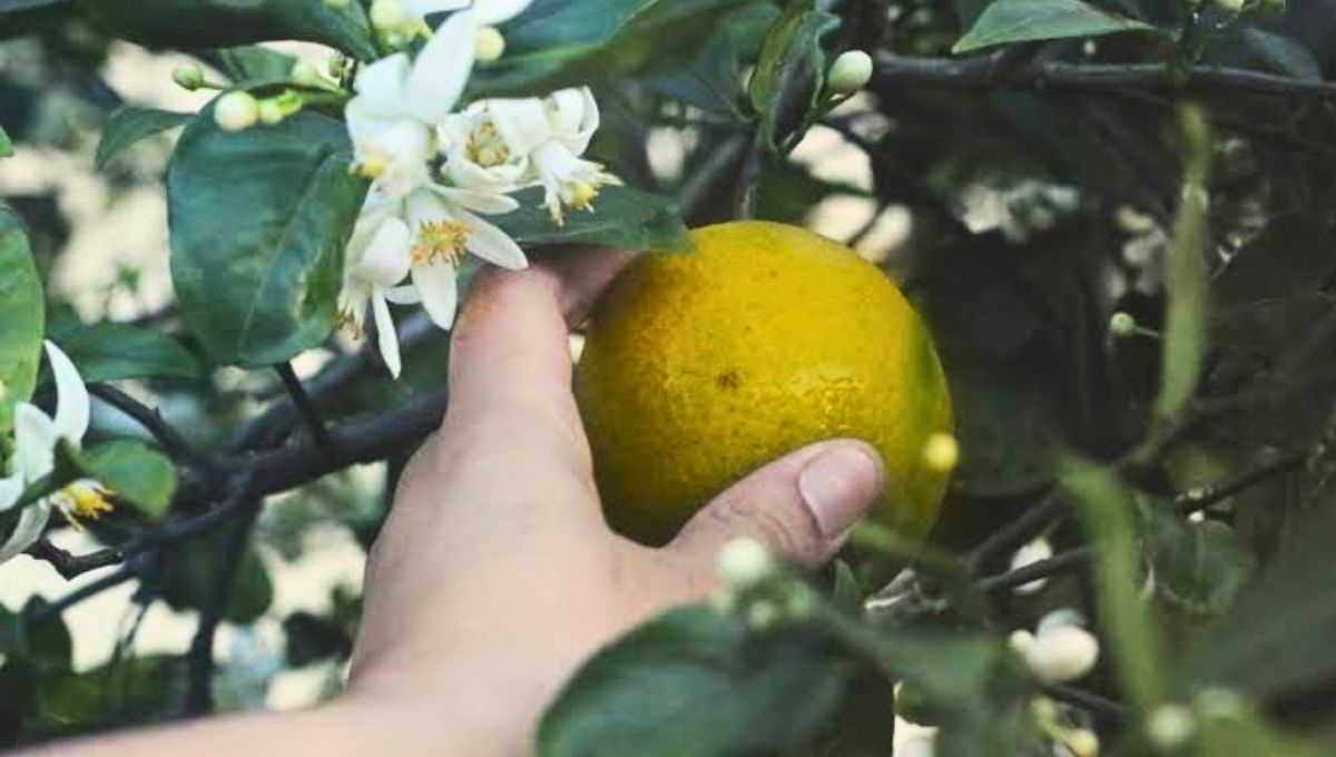 Con este truco, los nutrientes irán a las raíces del árbol.&nbsp;