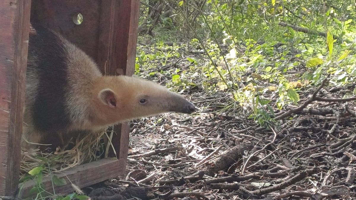 El osito melero que estuvo bajo el cuidado de Fauna en el Ecoparque fue llevado a Santa Fe y regresó a su hábitat natural.