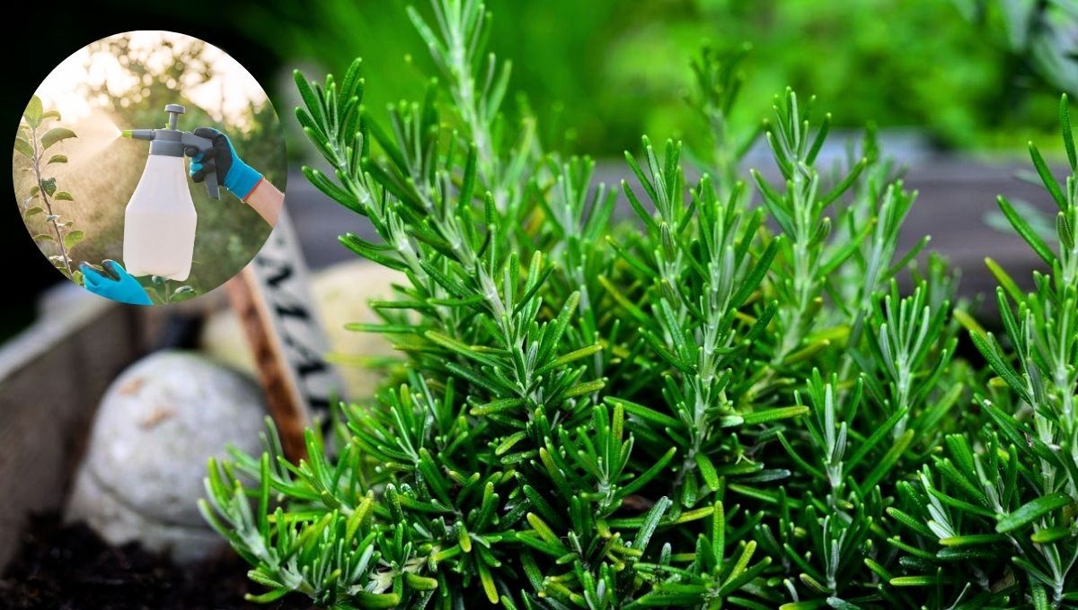 Distintas plagas pueden atacar a tu planta de romero, dañándola considerablemente