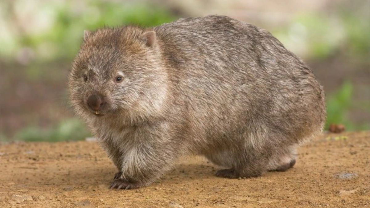 Wombat. (Foto: Pixabay) Wombat. (Foto: Pixabay) 