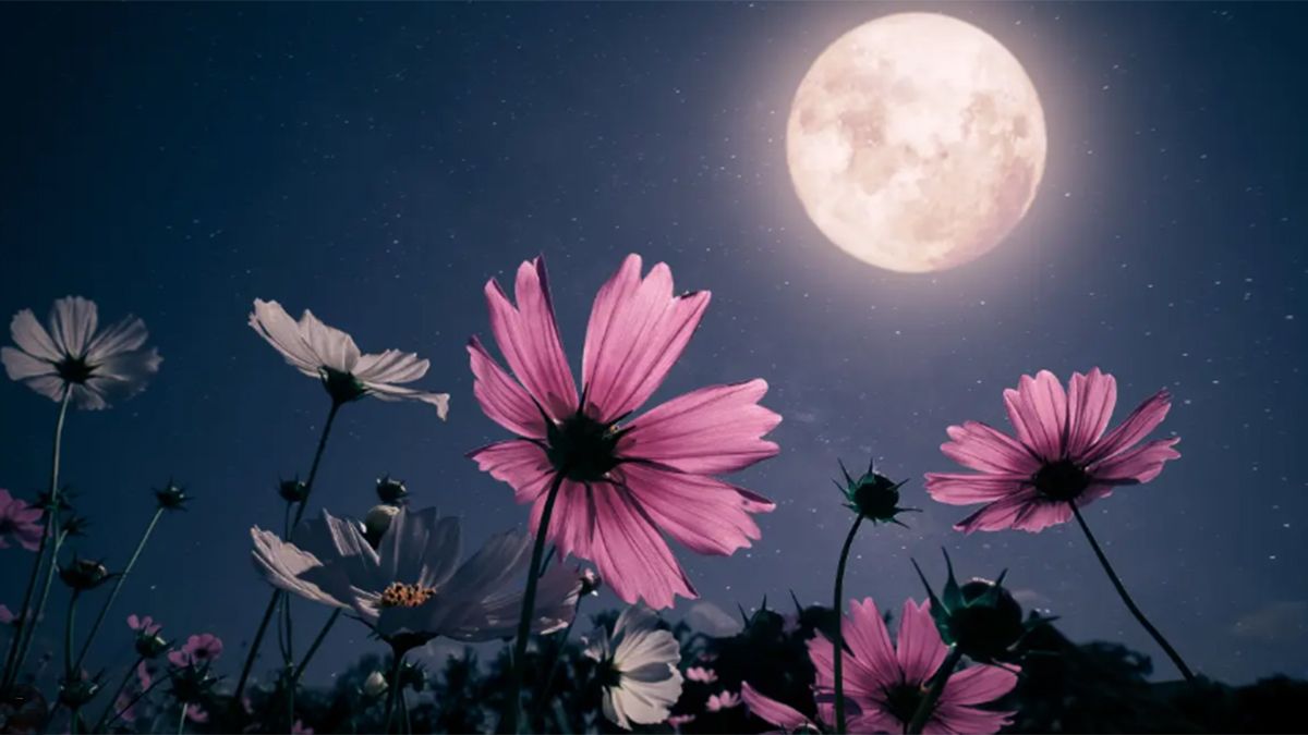 Falta poco para la Luna Llena de febrero, también conocida como Luna de Nieve. Falta poco para la Luna Llena de febrero, también conocida como Luna de Nieve.