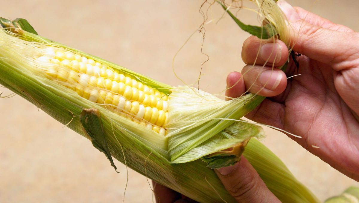 La chala del choclo se puede reutilizar. La chala del choclo se puede reutilizar.