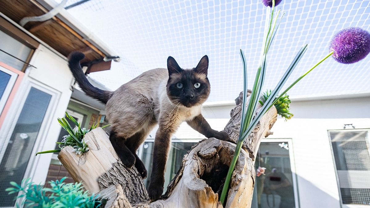 Llegan las vacaciones y en Mendoza las guarderías de mascotas (sean de perros o de gatos) ofrecen servicios de los más variados