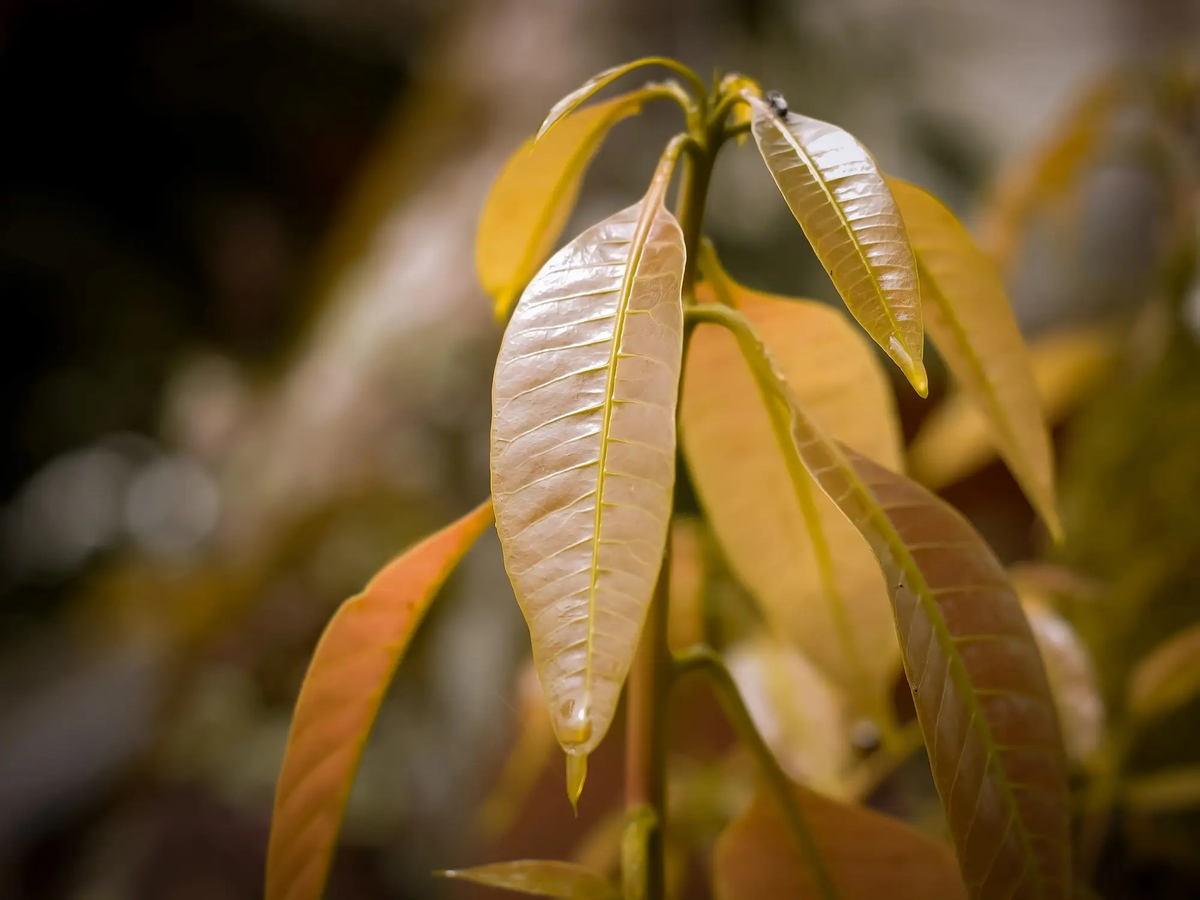 Árbol de palta: por qué no recomiendan prender fuego sus hojas y cuáles son los riesgos Árbol de palta: por qué no recomiendan prender fuego sus hojas y cuáles son los riesgos
