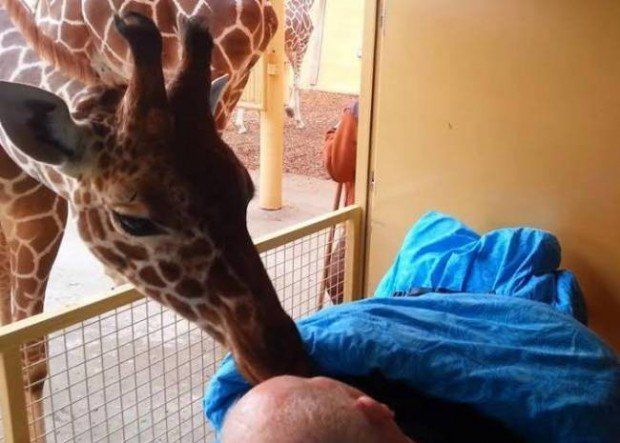 Jirafa se despide con un beso de su cuidador enfermo de cáncer