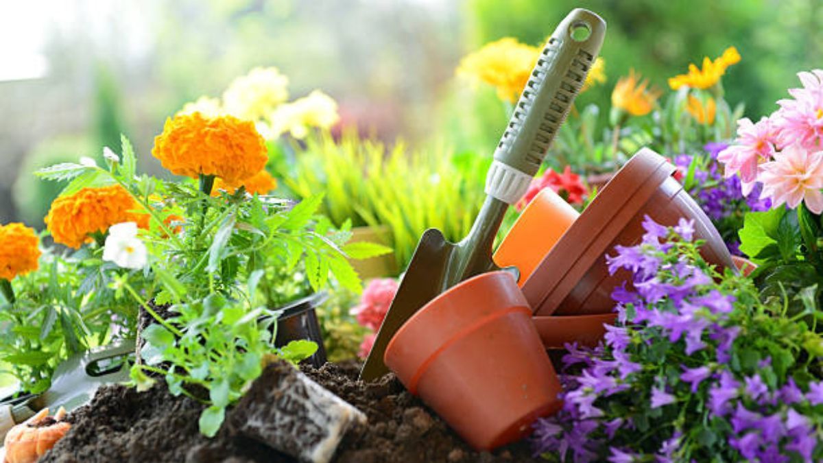Aprende a cuidar tus plantas en octubre.