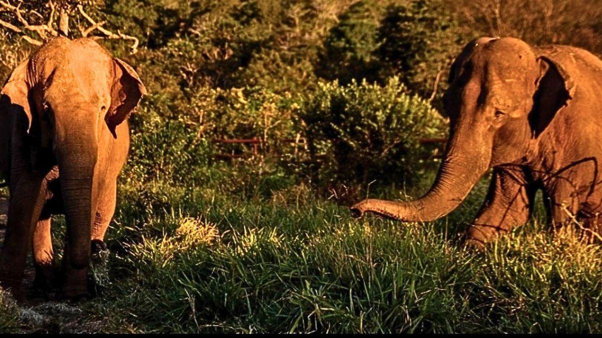 Las elefantas Kenya y Pupy. Ambas murieron este año en el mismo santuario de Brasil.