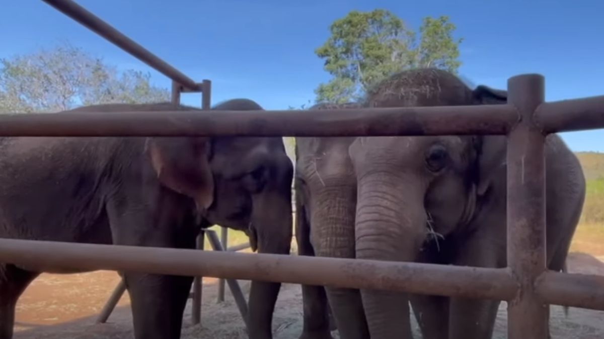 Pocha y Guillermina. Las elefantas que salieron del Ecoparque de Mendoza para ser alojadas en un santuario de Brasil, se han aclimatado bien y ya comenzaron a hacer amistad con otras hembras del lugar.