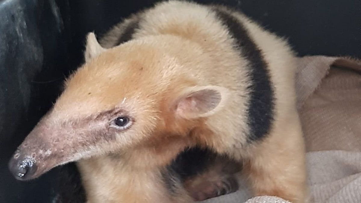 Matías Ramón llegó a su nuevo hogar en el Centro de Conservación en Corrientes.