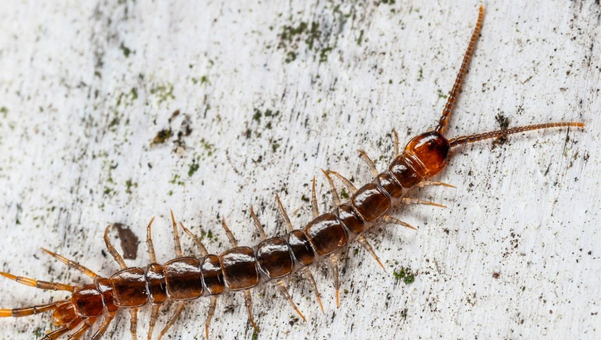 La presencia de algunos insectos en tu hogar puede ser beneficiosa para tu salud