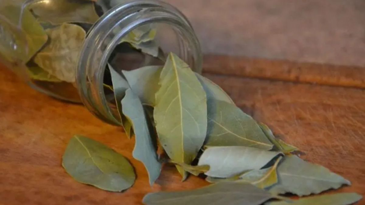 Las hojas de laurel tienen muchos significados a lo largo de la historia. Las hojas de laurel tienen muchos significados a lo largo de la historia.