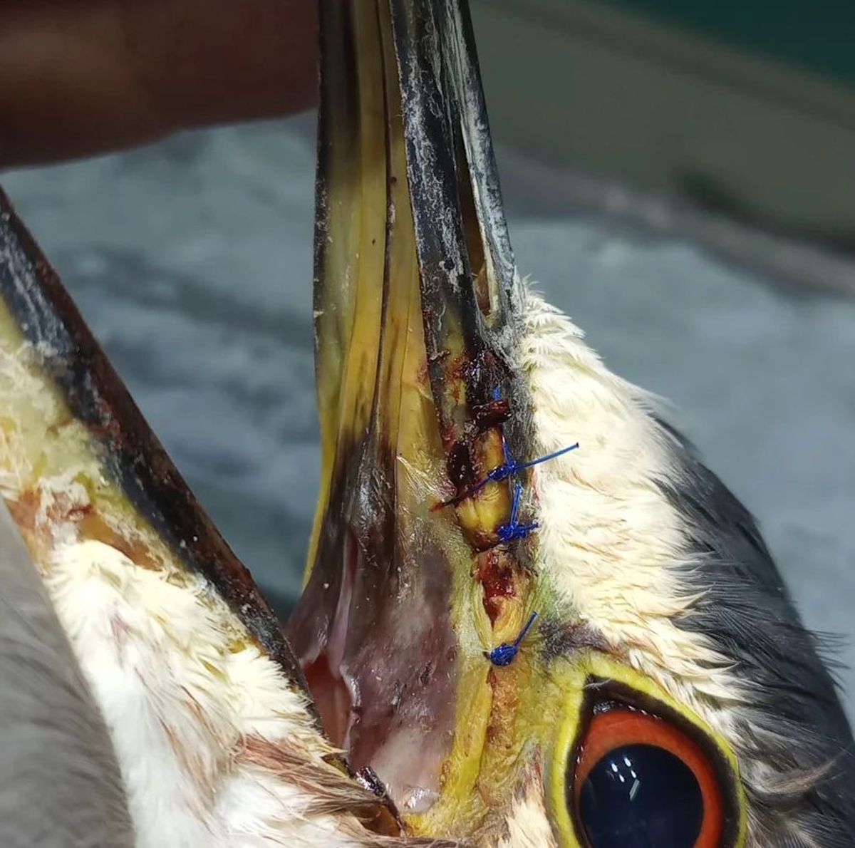 La garza bruja sufrió un desgarro en su pico y debió ser suturado en la Fundación Cullunche. La garza bruja sufrió un desgarro en su pico y debió ser suturado en la Fundación Cullunche.