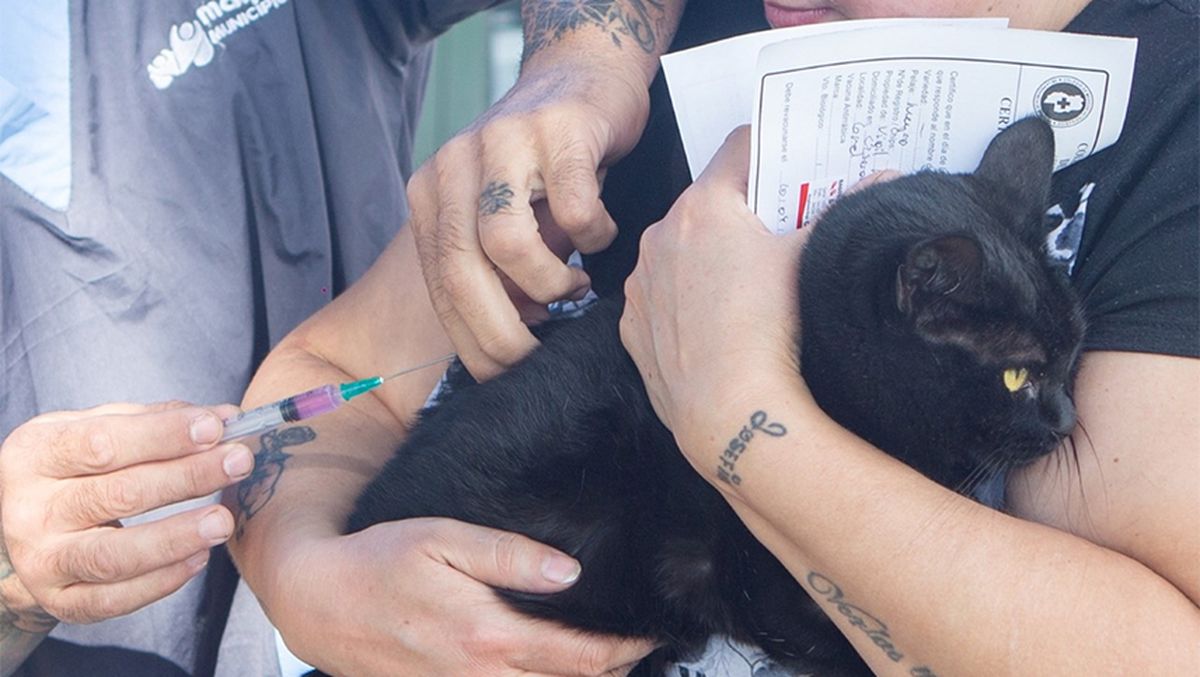 Los servicios para mascotas se llevará a cabo desde el 10 hasta el 21 de abril.