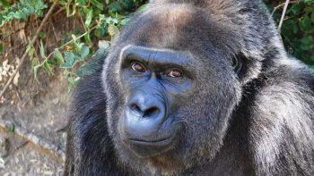 Murió Trudy, la gorila en cautiverio más vieja
