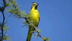 La consideran una de las aves más hermosas, vive solo en dos países de América Latina y quedan solo 1.500 ejemplares