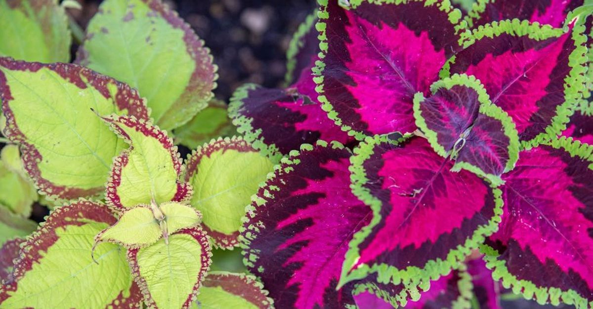 Esta planta tiene hojas de color vistosas.