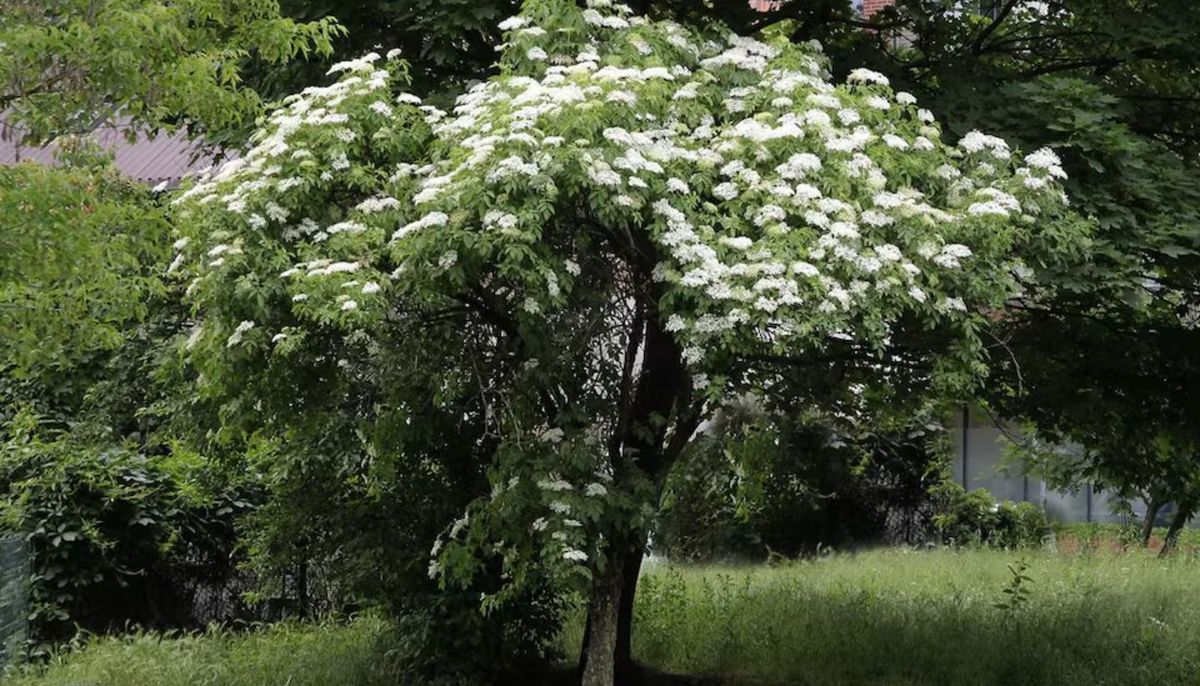 Esta planta puede adoptar tama&ntilde;o de &aacute;rbol o arbusto.