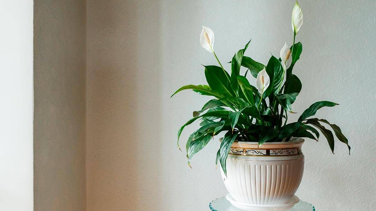 5 plantas de interior ideales para refrescar la casa y absorber el calor 5 plantas de interior ideales para refrescar la casa y absorber el calor