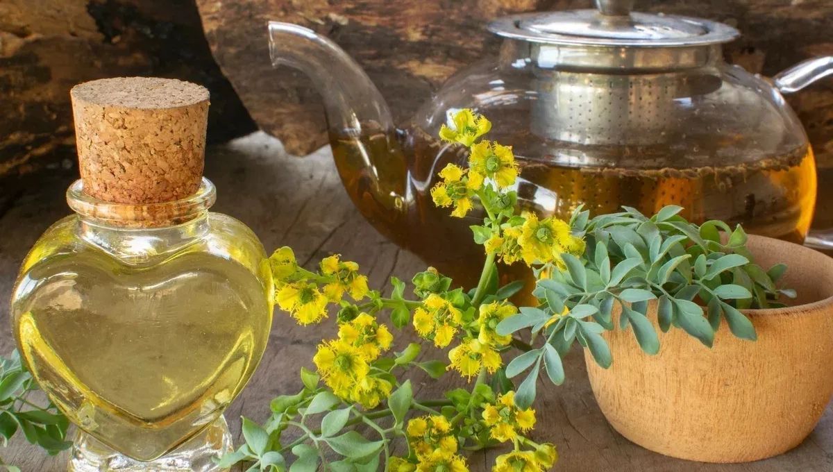 Cómo limpiar la casa de malas energías con una planta de ruda