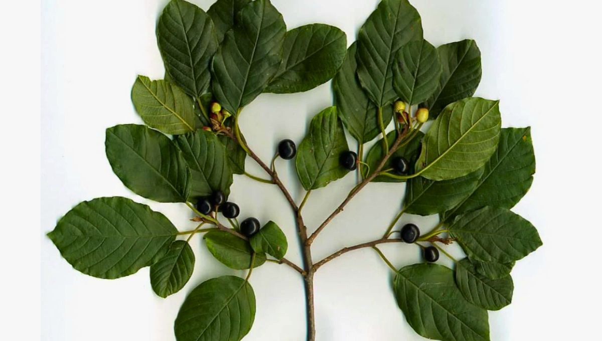 Cáscara sagrada, el oro botánico que arrasa con sus beneficios: limpia y revitaliza tu organismo