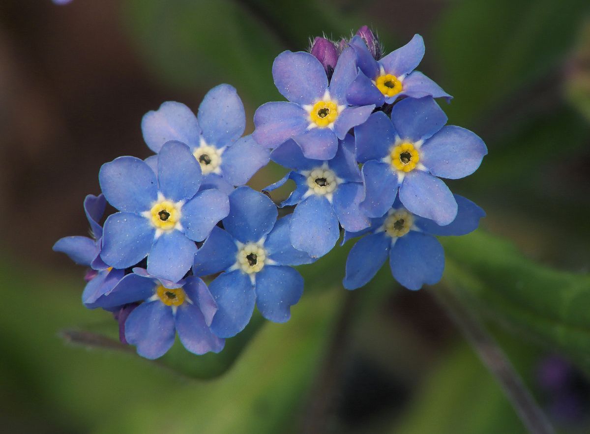 Myosotis significa “oreja de ratón” y se debe su nombre a la forma redondeada de las hojas peludas de estas plantas. Imagen: Freepik. Myosotis significa “oreja de ratón” y se debe su nombre a la forma redondeada de las hojas peludas de estas plantas. Imagen: Freepik.