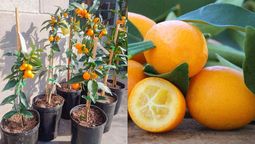 Este árbol resulta ideal para quienes tienen jardines o balcones pequeños. Este árbol resulta ideal para quienes tienen jardines o balcones pequeños.
