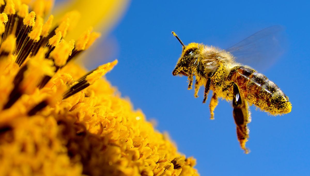 El país que pone a trabajar millones de abejas en sus campos: eleva la producción de manera sorprendente