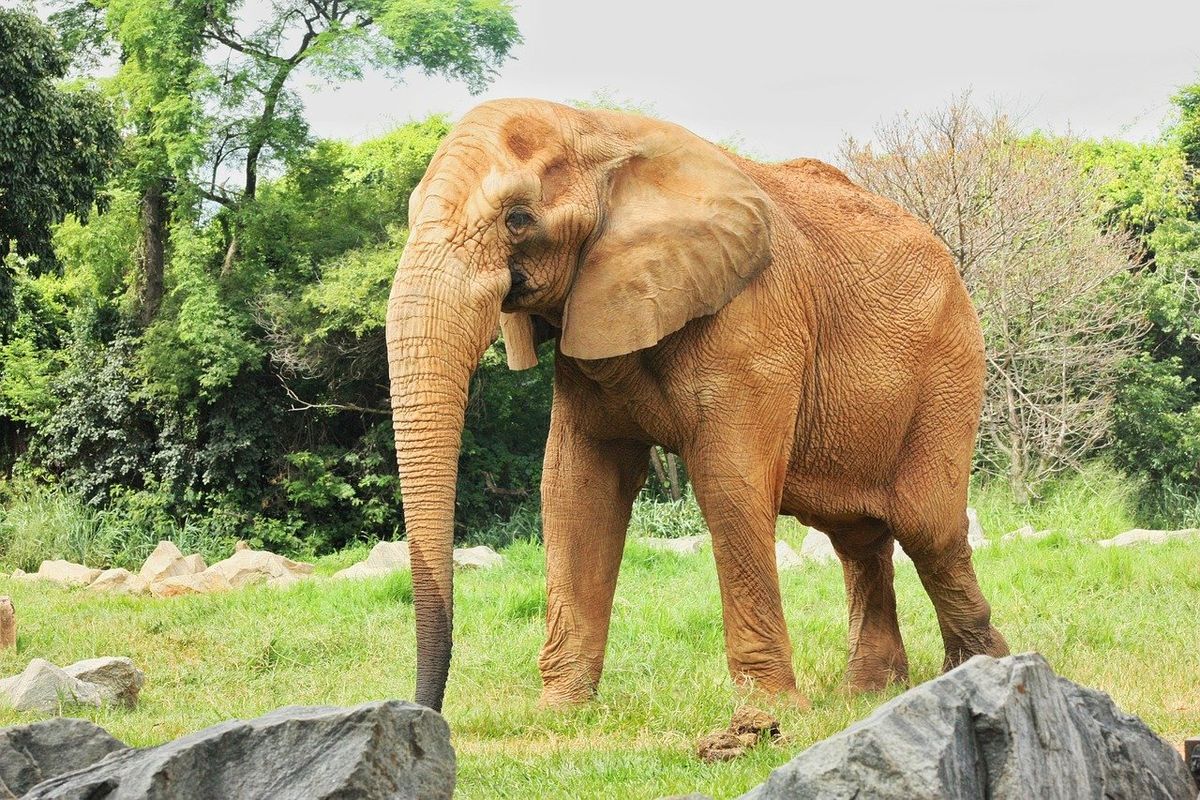 Los elefantes tienen una características que los acerca a los humanos.