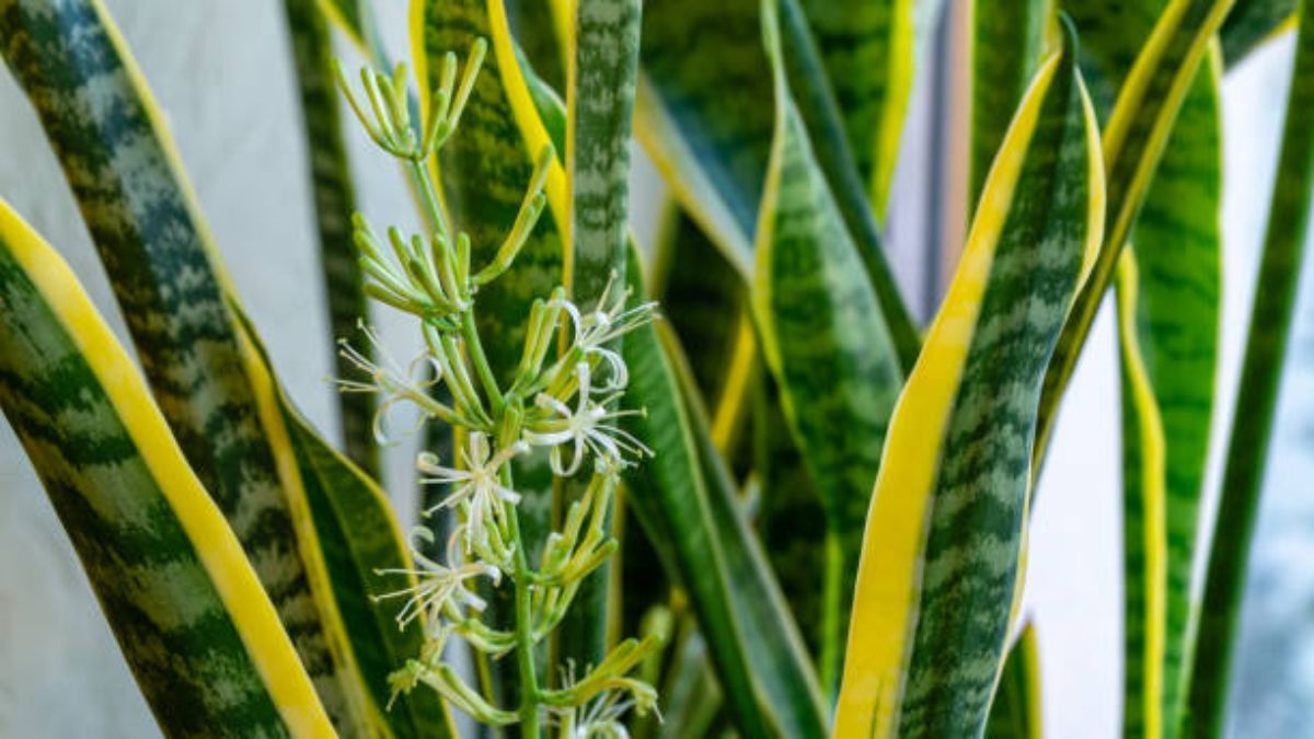 Jardinería: descubre cómo hacer florecer tu sansevieria.