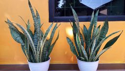 Si tenés una planta sansevieria o lengua de suegra en tu casa, te contamos a dónde ponerla si quieres traer beneficios a tu hogar. Fuente Canva Si tenés una planta sansevieria o lengua de suegra en tu casa, te contamos a dónde ponerla si quieres traer beneficios a tu hogar. Fuente Canva