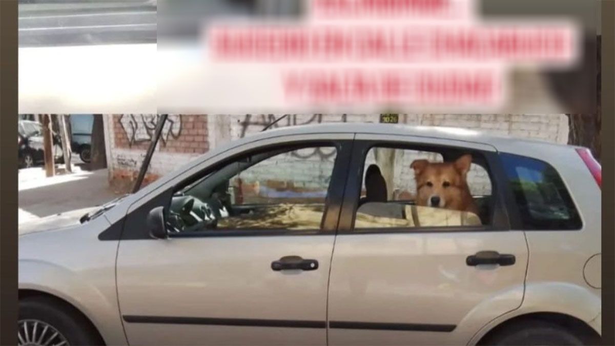 Duke estaba en el asiento trasero cuando dos delincuentes le robaron el auto a su dueño en Capital. Duke estaba en el asiento trasero cuando dos delincuentes le robaron el auto a su dueño en Capital.