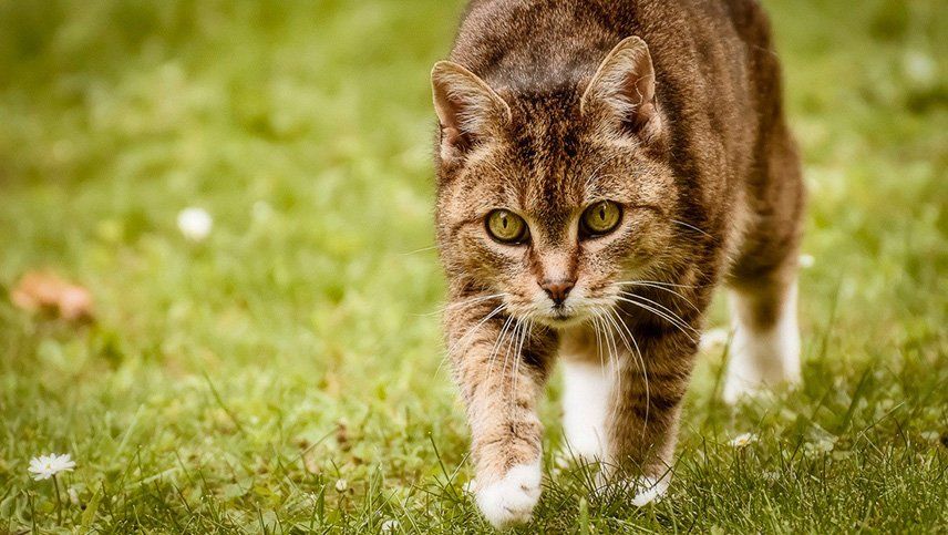 Un gato mordió a su dueña y poco después murió por un extraño virus