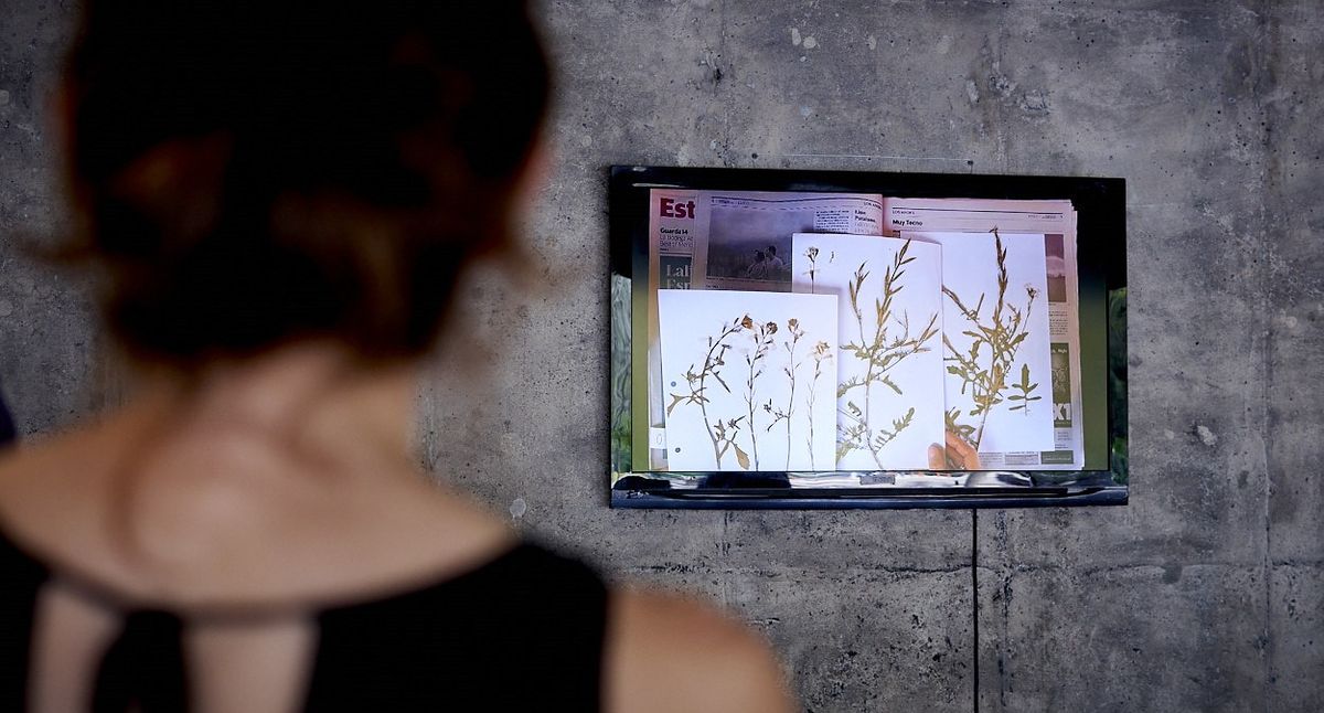 A través de un video, la artista muestra el proceso de herborización que realizó con cada una de las 150 plantas que recolectó en el patio de su casa y en su barrio. A través de un video, la artista muestra el proceso de herborización que realizó con cada una de las 150 plantas que recolectó en el patio de su casa y en su barrio.