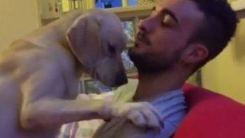 El labrador que pide perdón de la manera más conmovedora
