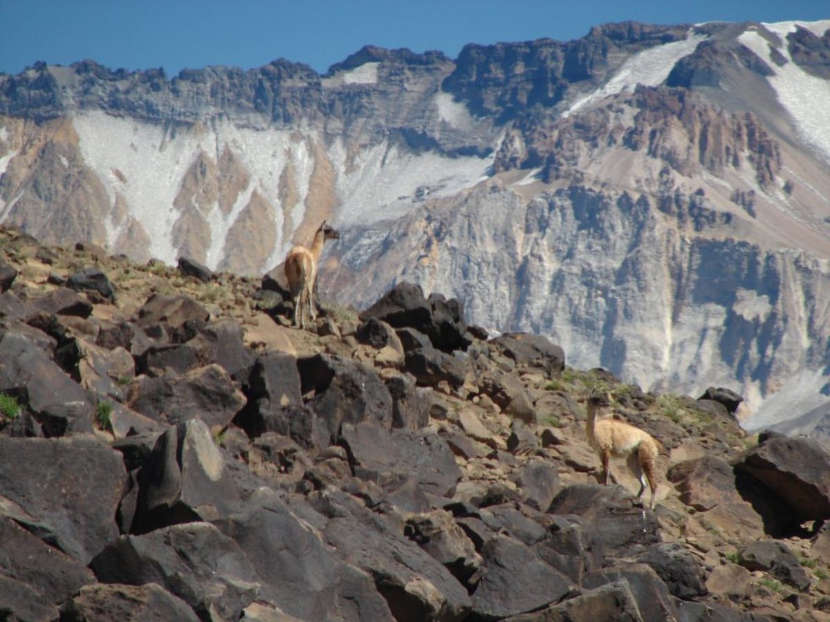 Los guanacos son parte de la fauna aut&oacute;ctona de la Laguna del Diamante.