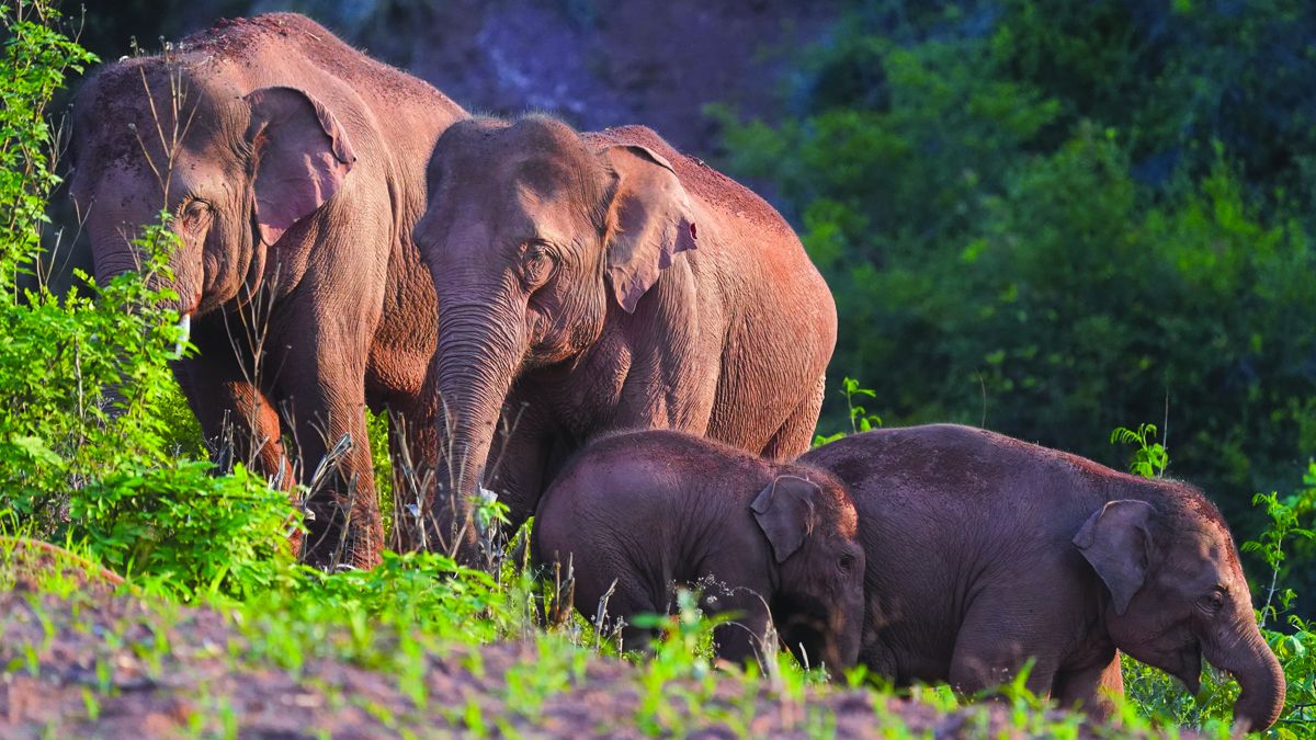 Un viaje como ningún otro: 17 elefantes en las calles de China