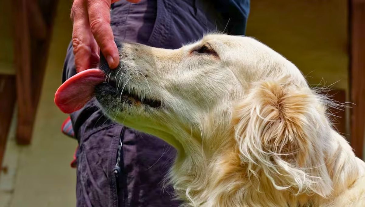 Qué significa que tu perro te chupe las manos al acariciarlo y cuándo es negativo