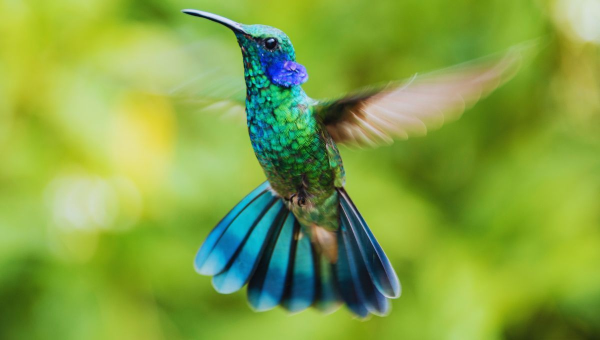 El único pájaro del mundo que vuela hacia atrás es de América Latina: es hermoso y conocido