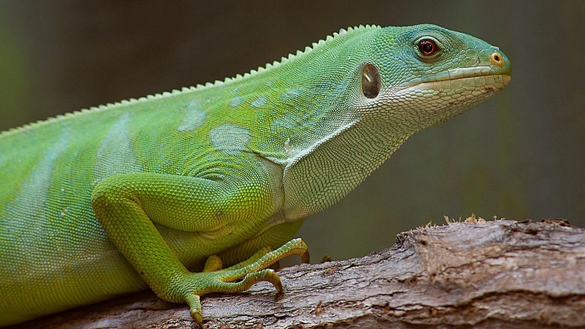 Estudio revela que una especie de reptil cruzó el Pacífico en un viaje de rafting que batió récords