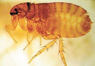 Revelan el misterio del salto de la pulga